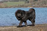 DOGUE DU TIBET 122